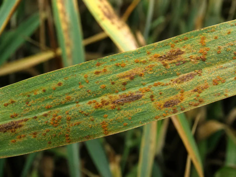 Brown Rust — Wheat