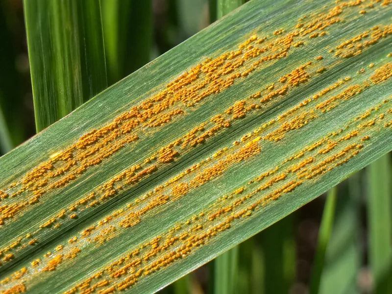 Yellow Rust — Wheat