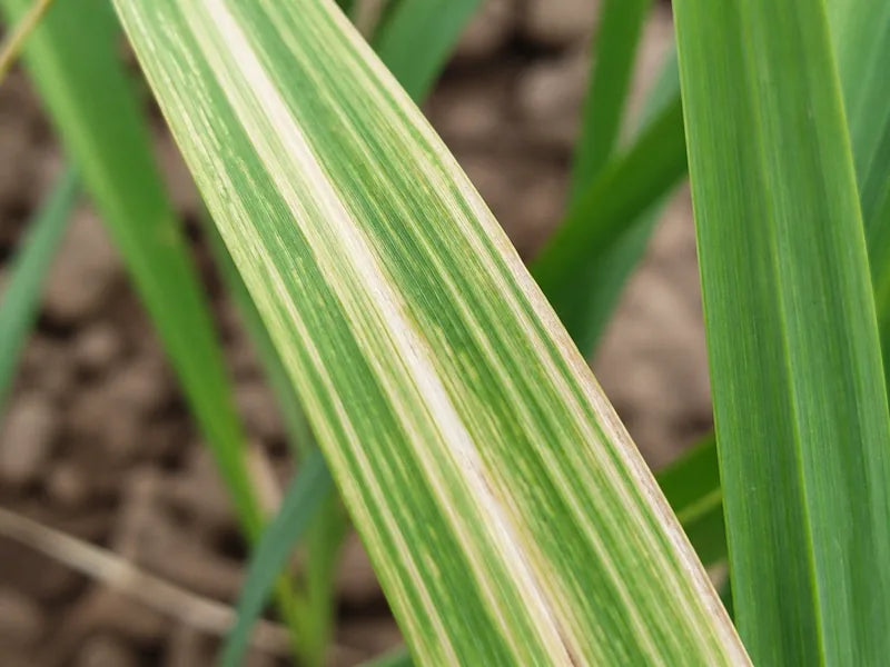 Zinc Deficiency — Wheat