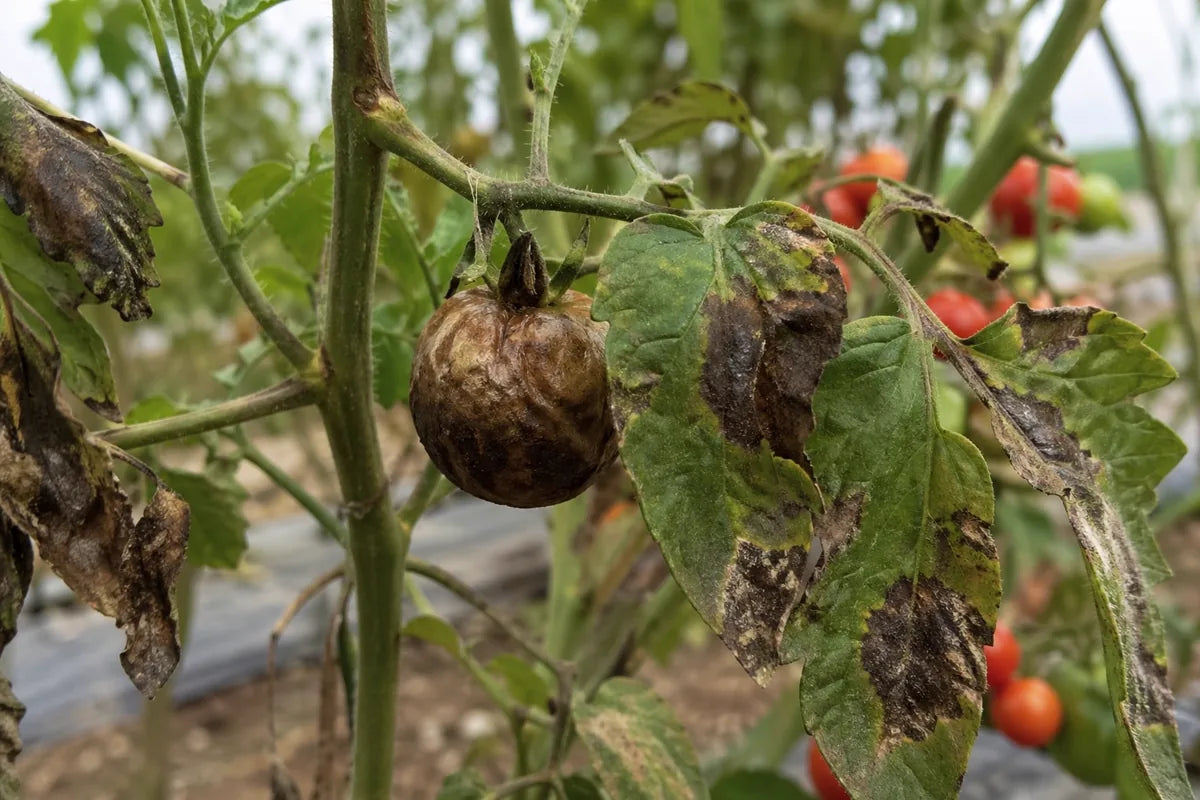Tomato Late Blight Control: Best Fungicides, Dose and Spray Guide