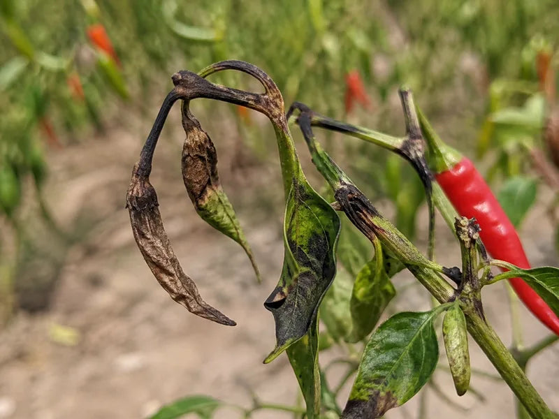 Dieback — Chili
