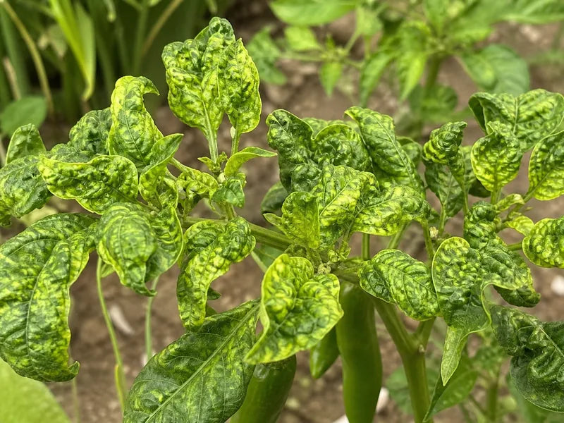 Leaf Curl — Chili