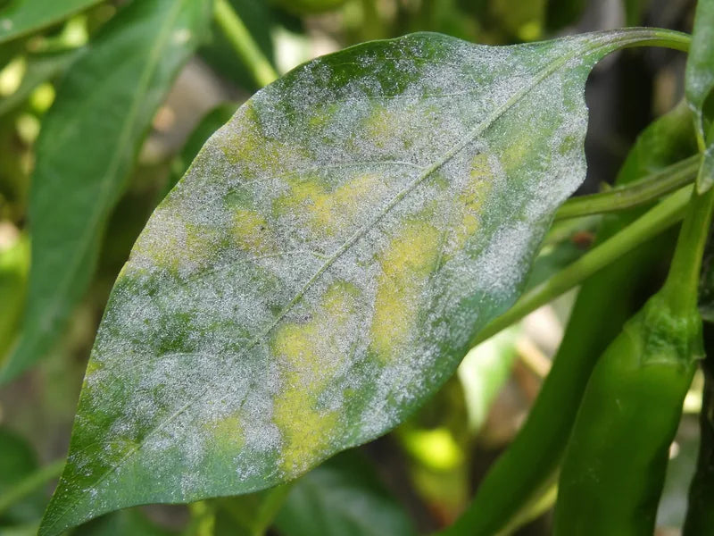 Powdery Mildew — Chili