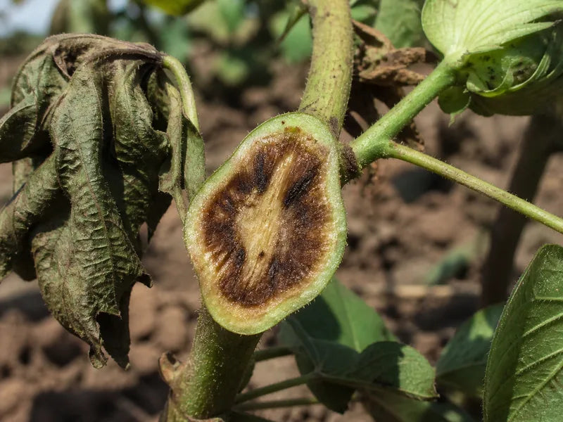 Fusarium Wilt — Cotton