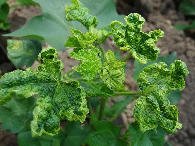 Leaf Curl — Cotton