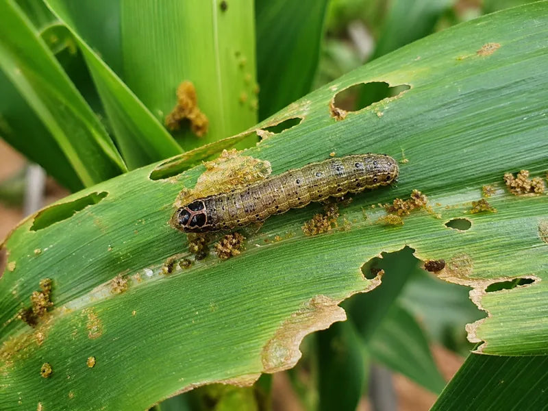 Maize Farming Guide: Pest Control, Fertilizers & Expert Advice | Farmk ...