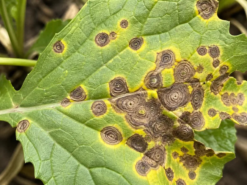 Mustard Farming Guide: Pest Control, Fertilizers & Expert Advice | Far ...