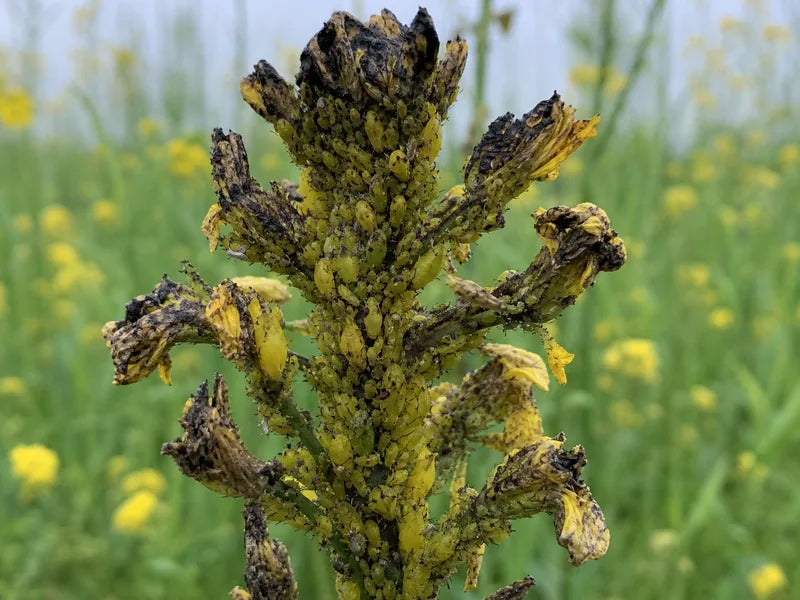 Mustard Farming Guide: Pest Control, Fertilizers & Expert Advice | Far ...