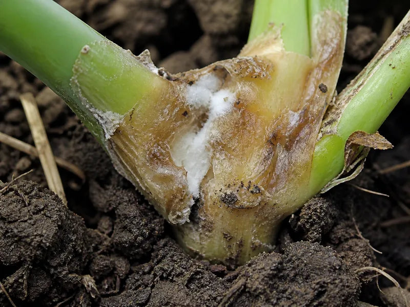 Mustard Farming Guide: Pest Control, Fertilizers & Expert Advice | Far ...