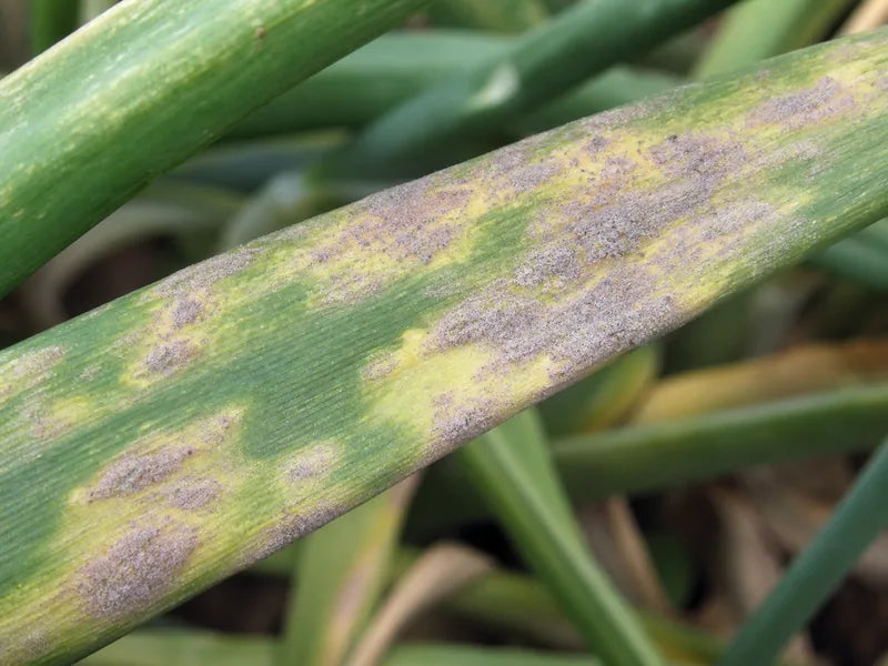 Downy Mildew — Onion