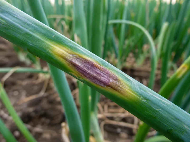 Purple Blotch — Onion