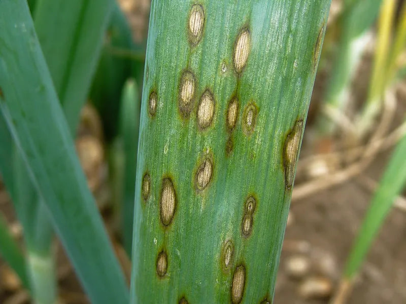 Stemphylium Blight — Onion