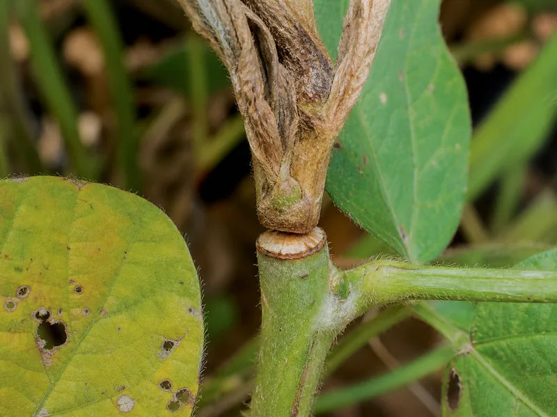 Girdle Beetle — Soybean