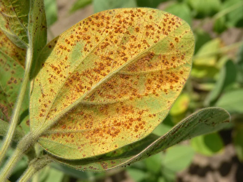 Rust — Soybean