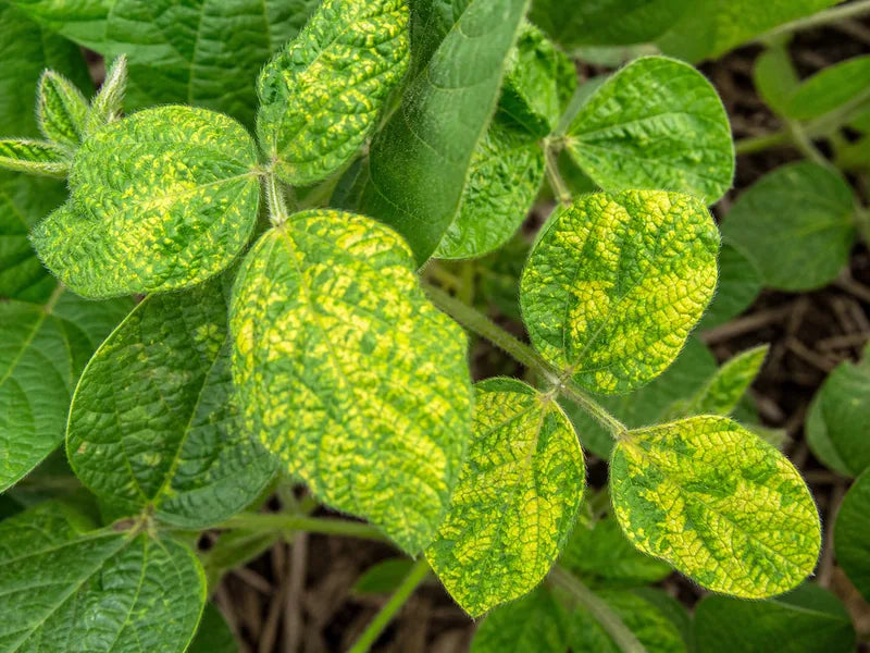Yellow Mosaic Virus — Soybean