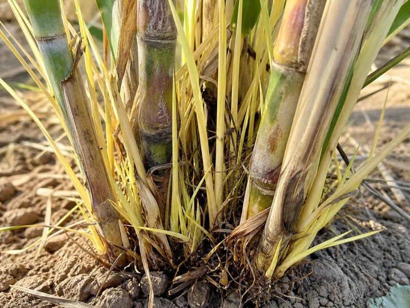 Grassy Shoot — Sugarcane
