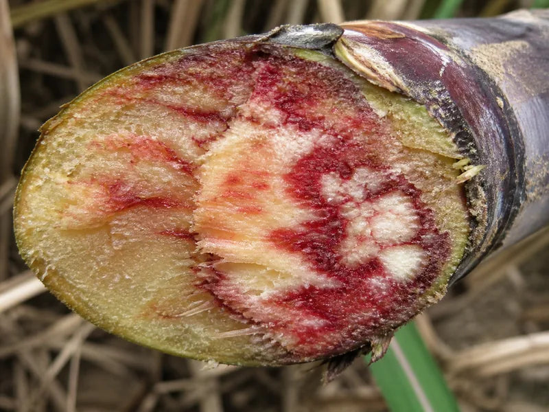 Red Rot — Sugarcane
