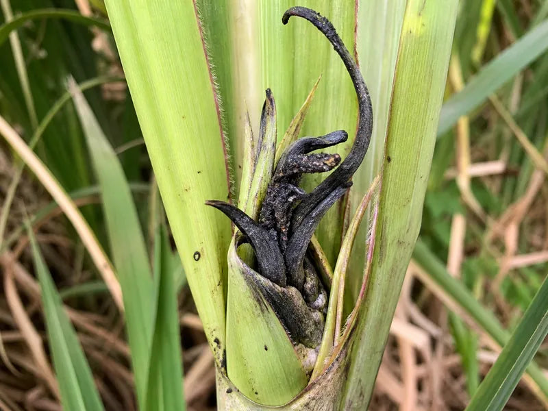Smut — Sugarcane