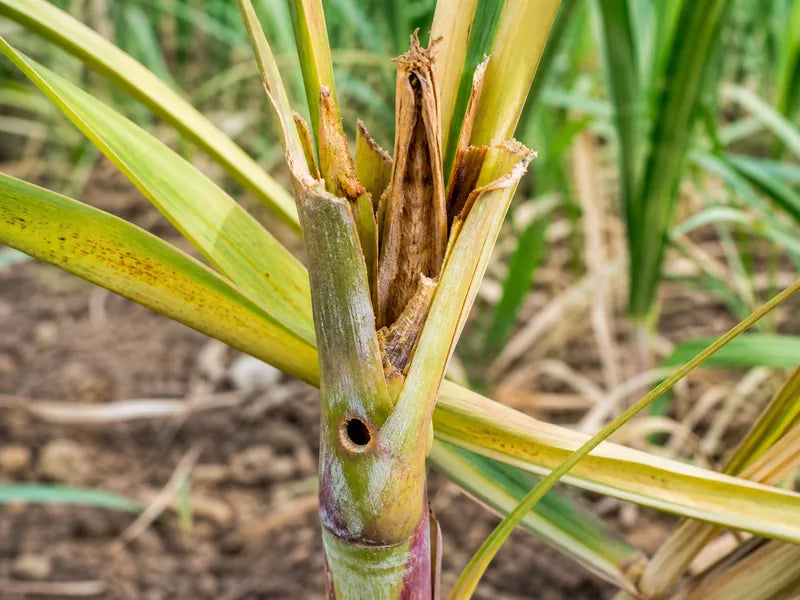 Top Shoot Borer — Sugarcane