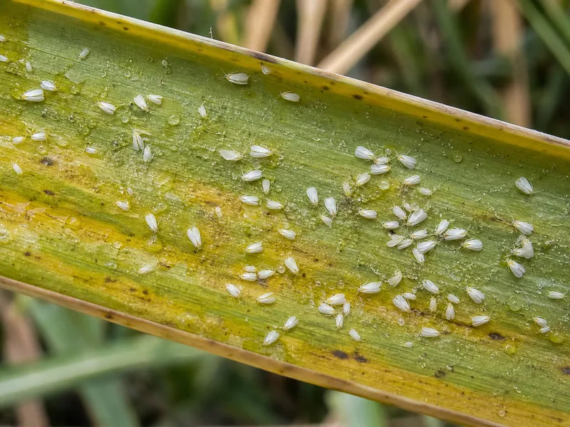 Whitefly — Sugarcane