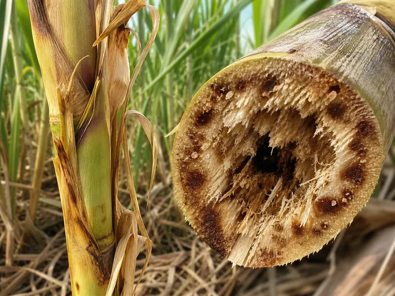 Wilt — Sugarcane